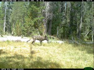 Illustration for article titled First Gray Wolf Pack Since 1924 Recorded in California